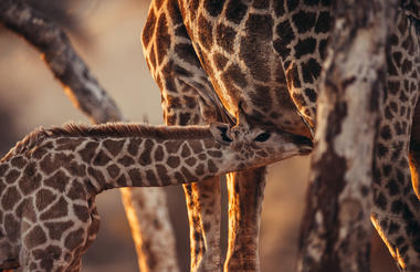 Okonjima Game & Nature Drive