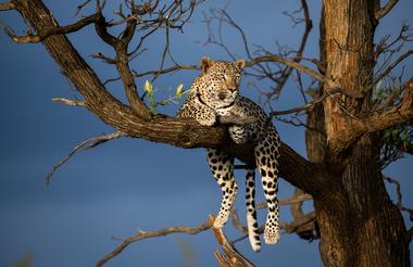 Into Africat