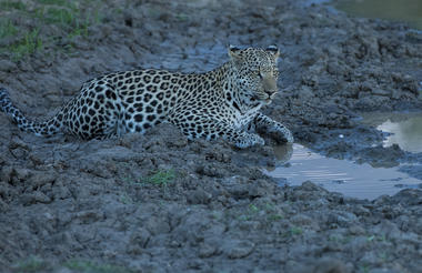 Okonjima Leopard viewing 