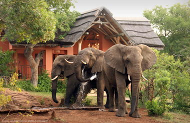 Elephants at Lodge