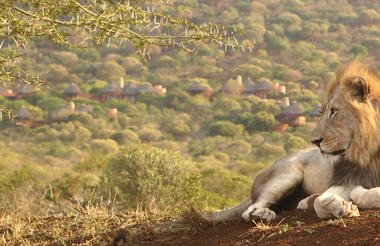 Thanda Safari Lodge - Views