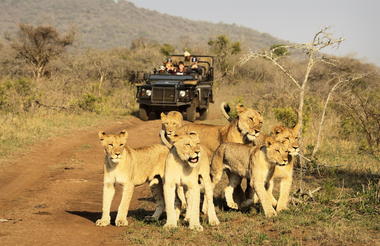 Thanda Safari Lodge - Game Drives