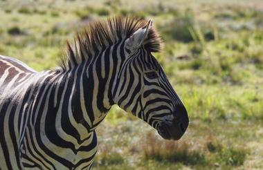 On-Site Game Viewing