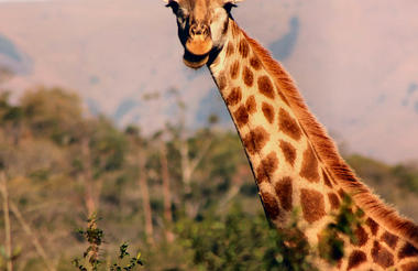 Giraffe - Saragossas favourite