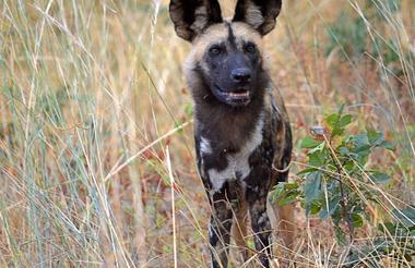 Wild Dog