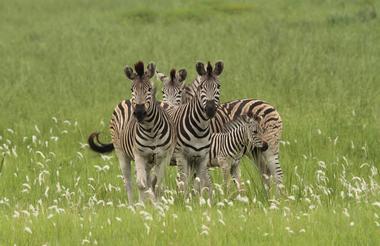Tembe Safari Experience - Zebras