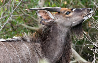 Nyala Bull