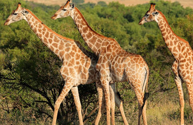 Tembe Safari Experience