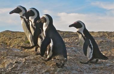 Boulders Beach Penguin Colony 