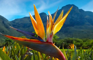 Kirstenbosch Gardens