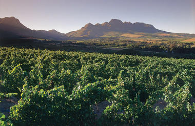 Winelands scenic