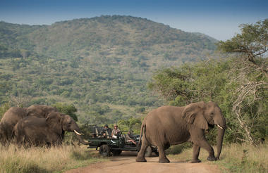 Game drives in Phinda