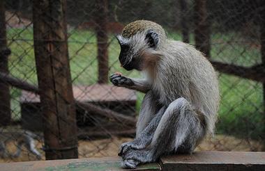Nairobi Animal Orphanage