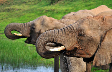 Kariega elephant