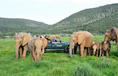 Kariega elephant