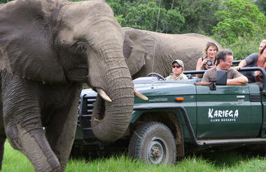 Kariega elephant