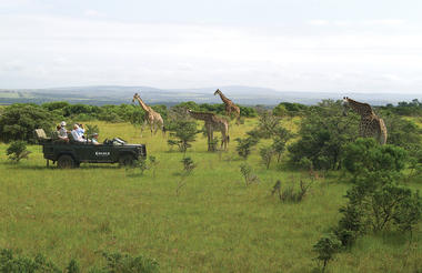 Kariega giraffe