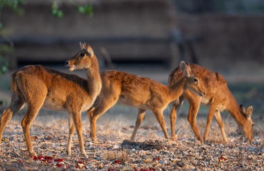 Puku at the Tafika Camp hide