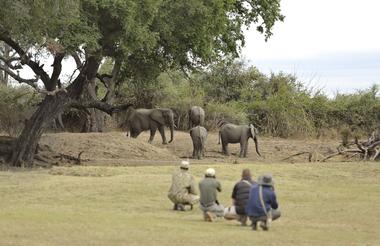 Lion Camp