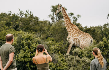 Giraffe Tracking Safaris