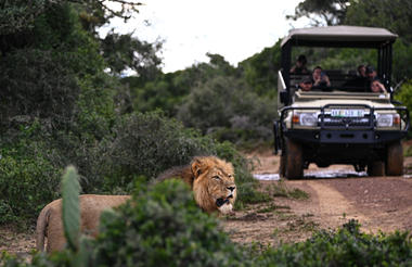 Lion with Safari Vehicle