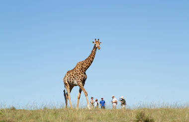 Giraffe Walking Safaris