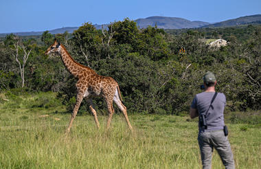 Giraffe Walking Safaris