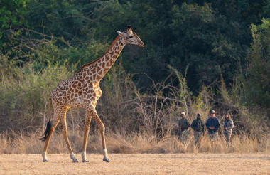 Puku Ridge - walk with giraffe 