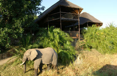 Elephant in front of the lodge