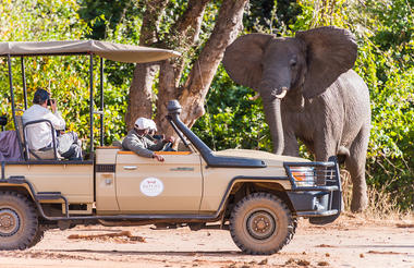 Game drive - elephant