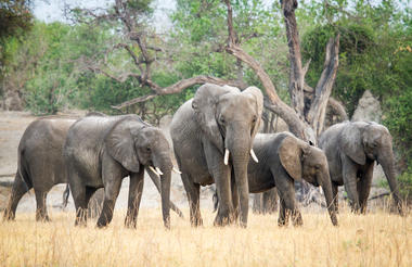 Elephant sighting in the Chobe National Park 