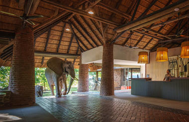 Elephant coming through Mfuwe Lodge reception