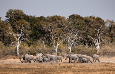 Wilderness Savuti