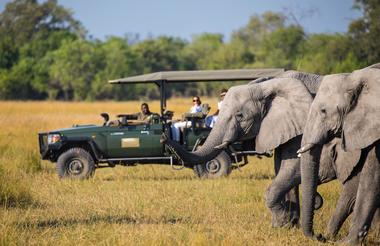 Safari drives
