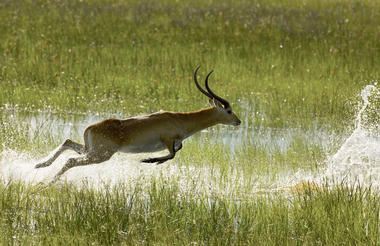 Bounding Through the Marshlands