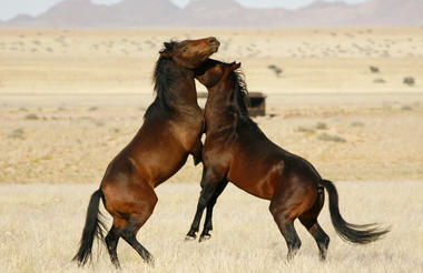 Wild horses