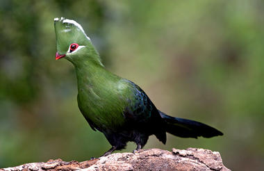 Knysna Loerie