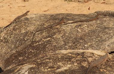 Timbavati plated lizard