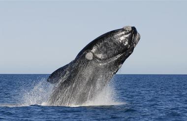 Zuid Kaper walvis