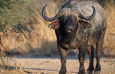 Big bull buffalo