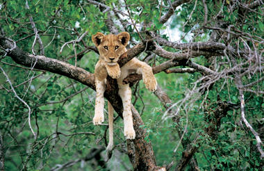 Lion cub teenager