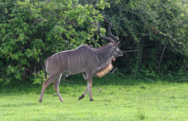 Greater kudu South Luangwa