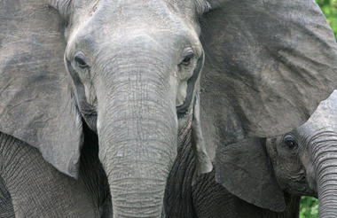 Elephant portratt in South Luangwa National Park