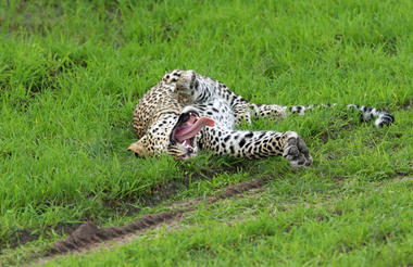Leopard rolling in grass