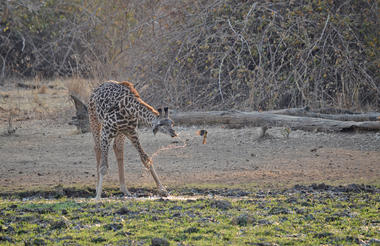 Giraffe with oxpecker