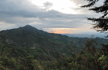 Coffee plantations