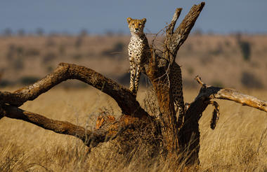 Cheetah in Lumo
