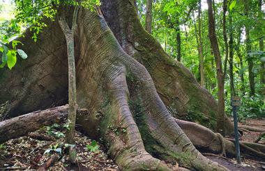 Ceiba Tree