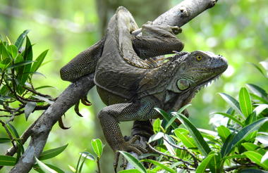 Lizard Boca Tapada