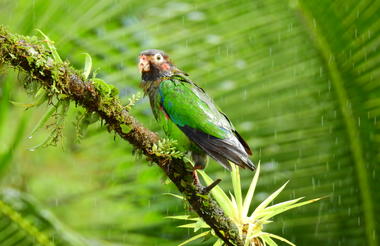Parrot in the rain